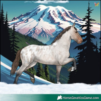 Horse Color:Brown Roan Dun Appaloosa 