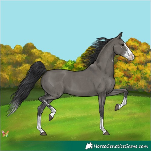Horse Color:Grullo Sabino Splash 