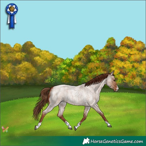 Horse Color:Red Dun Roan 