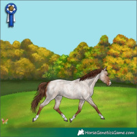 Horse Color:Red Dun Roan 