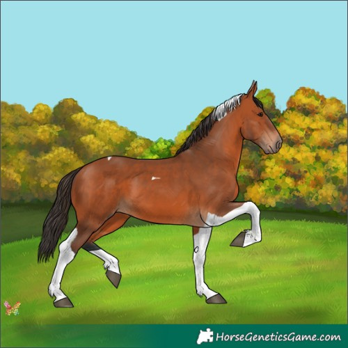 Horse Color:Bay Tobiano 