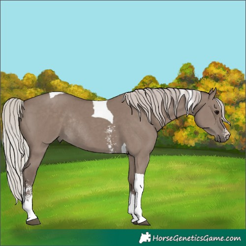 Horse Color:Silver Grullo Sabino Tobiano Rabicano 