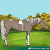 Horse Color:Silver Grullo Sabino Tobiano Rabicano