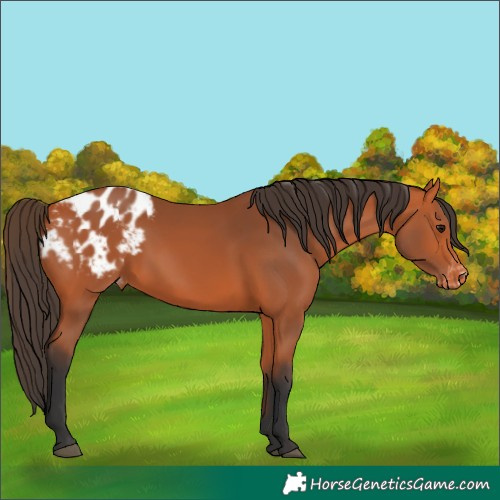 Horse Color:Bay Appaloosa 