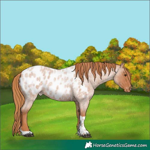 Horse Color:Red Roan Tobiano Appaloosa Rabicano 