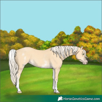 Horse Color:White Spotted Gold Cream Champagne 