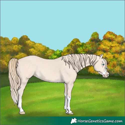 Horse Color:Perlino Splash