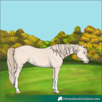 Horse Color:Perlino Splash