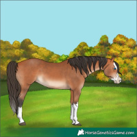 Horse Color:Bay Splash 