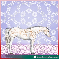 Horse Color:Chestnut Near Leopard 