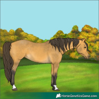 Horse Color:Buckskin 