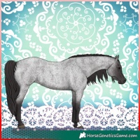 Horse Color:Smoky Blue Roan 