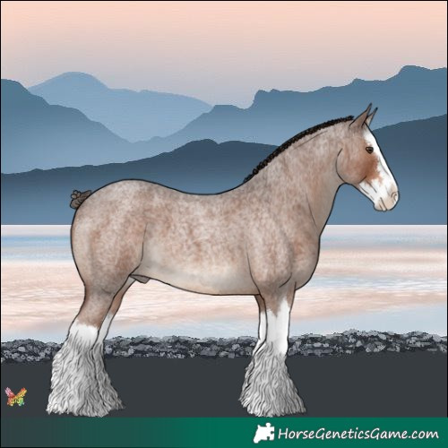 Horse Color:Liver Red Roan Splash 