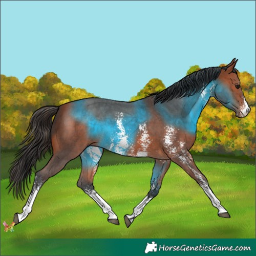 Horse Color:Bay Sabino 