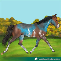 Horse Color:Bay Sabino 