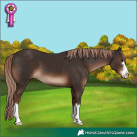 Horse Color:Liver Chestnut 