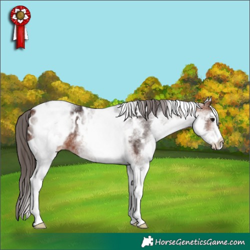Horse Color:White Spotted Bay Tobiano Appaloosa 
