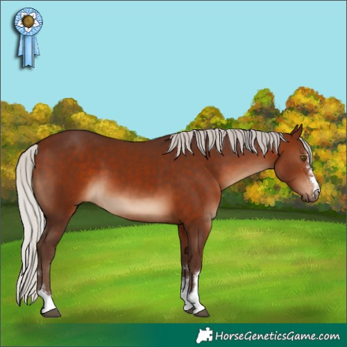 Horse Color:Silver Bay 
