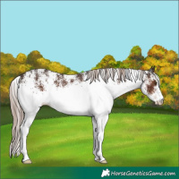 Horse Color:White Spotted Liver Chestnut 