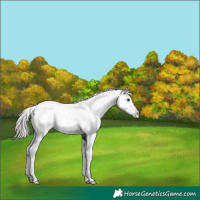 Horse Color:White Spotted Silver Brown 