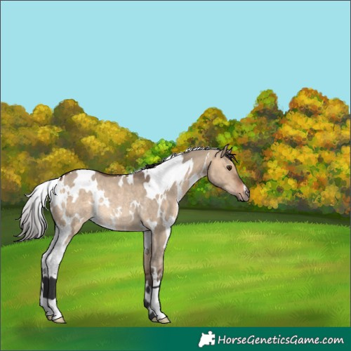 Horse Color:White Spotted Bay Dun Rabicano 