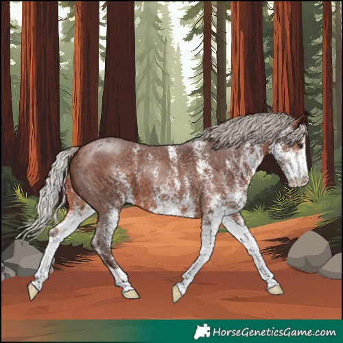Horse Color:White Spotted Silver Brown 