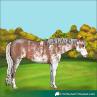 Horse Color:White Spotted Silver Brown