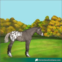 Horse Color:Gray Silver Grullo Sabino Blanket 