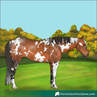 Horse Color:White Spotted Bay 