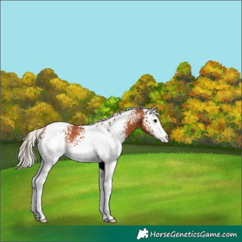 Horse Color:White Spotted Silver Bay Sabino 