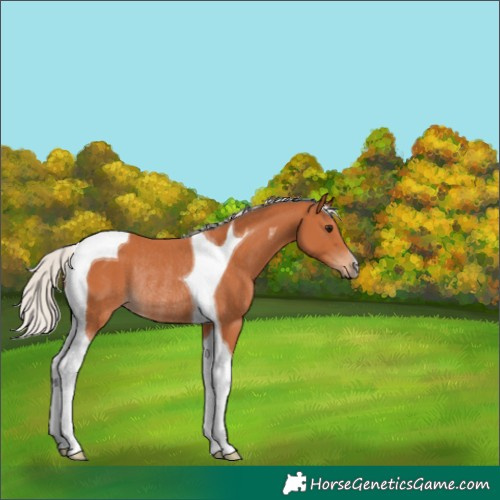 Horse Color:Silver Bay Tobiano Rabicano