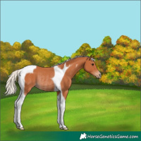 Horse Color:Silver Bay Tobiano Rabicano