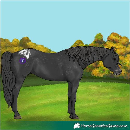 Horse Color:Black Appaloosa Rabicano 