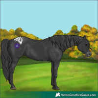 Horse Color:Black Appaloosa Rabicano 