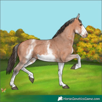 Horse Color:White Spotted Bay Sabino Frame 