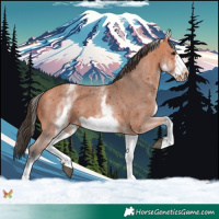 Horse Color:White Spotted Bay Sabino Frame