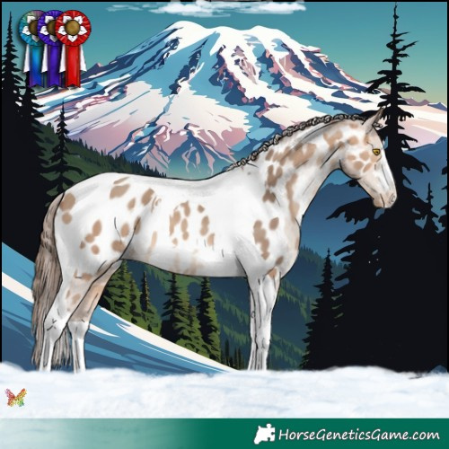 Horse Color:Amber Champagne Tobiano Near Leopard 