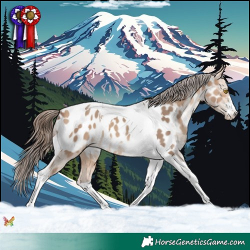 Horse Color:Amber Champagne Tobiano Appaloosa 