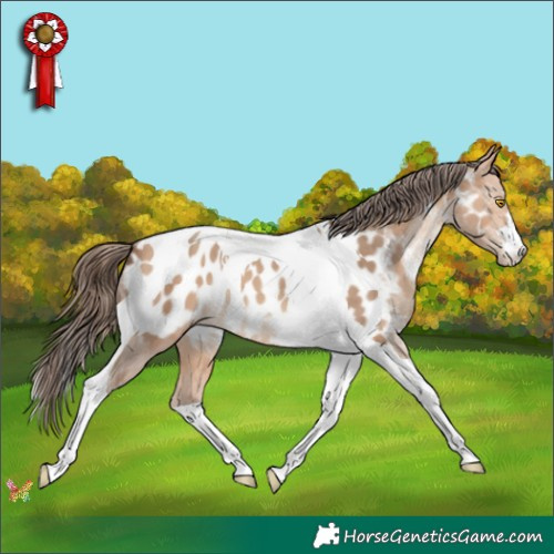 Horse Color:Amber Champagne Tobiano Appaloosa 
