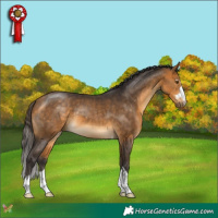 Horse Color:Buckskin 