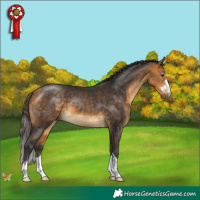 Horse Color:Buckskin 