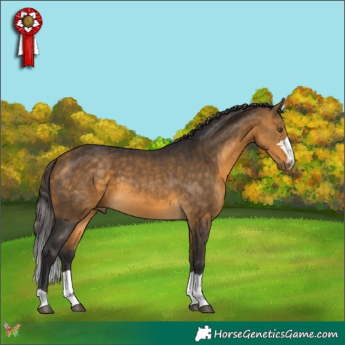 Horse Color:Buckskin 