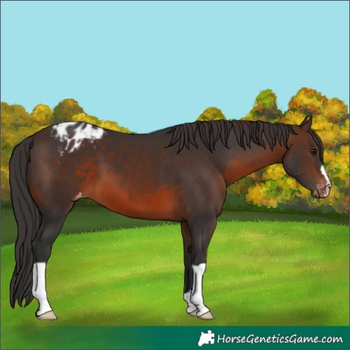 Horse Color:Unknown 