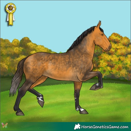 Horse Color:Buckskin 