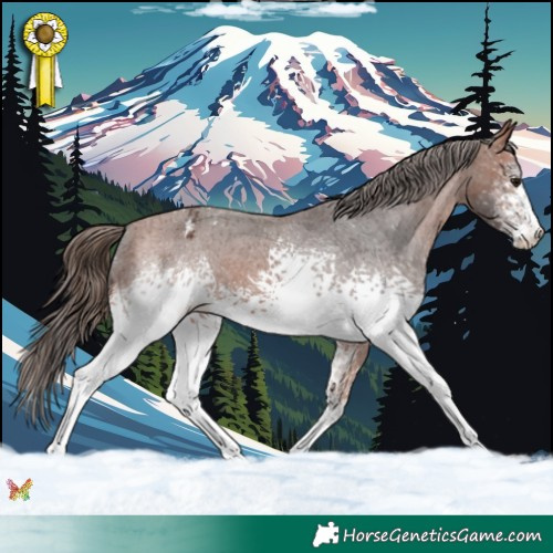 Horse Color:White Spotted Bay Appaloosa 
