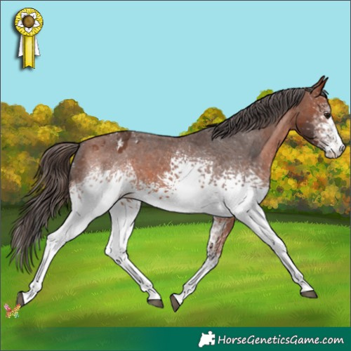 Horse Color:White Spotted Bay Appaloosa 