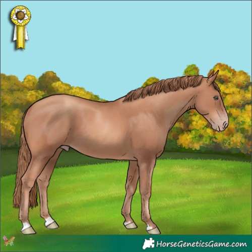 Horse Color:Gold Champagne 