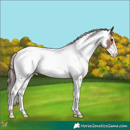 Horse Color:White Spotted Chocolate Brown 