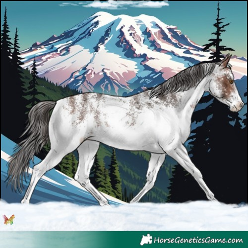 Horse Color:White Spotted Brown 