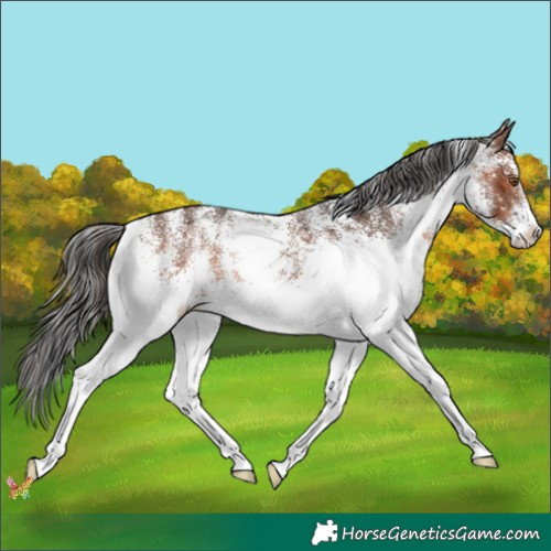 Horse Color:White Spotted Brown 